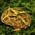 Frog - Pacman/Brown (Ceratophrys cranwelli) SWATCH