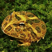 Frog - Pacman/Brown (Ceratophrys cranwelli) THUMBNAIL