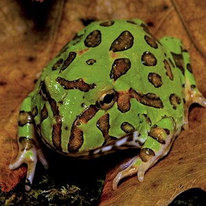 Frog - Pacman/Green (Ceratophrys cranwelli) LARGE