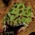 Frog - Pacman/Green (Ceratophrys cranwelli) SWATCH
