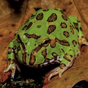 Frog - Pacman/Green (Ceratophrys cranwelli) THUMBNAIL