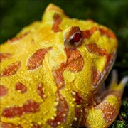 Frog - Pacman/Albino (Ceratophrys cranwelli) THUMBNAIL