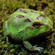 Frog - Pacman/4-Spot Hi Green (Ceratophrys cranwelli) THUMBNAIL