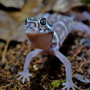 Central American Banded Gecko (Coleonyx mitratus) THUMBNAIL