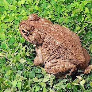 Toad - Colorado River (Bufo alvarius) LARGE