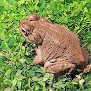 Toad - Colorado River (Bufo alvarius) THUMBNAIL