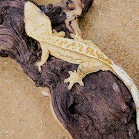 Creamsicle Crested Gecko on a log MAIN