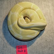 Ball Python - Albino (Female Adult D11) THUMBNAIL