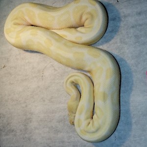 Ball Python - Albino (Female Adult D13) LARGE