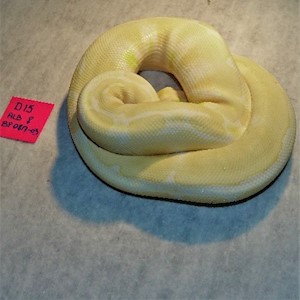 Ball Python - Albino (Female Adult D15) LARGE