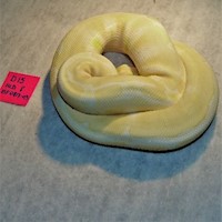 Ball Python - Albino (Female Adult D15) MAIN