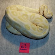 Ball Python - Albino HRA (Female Adult D17) THUMBNAIL