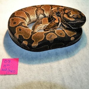 Ball Python - Het+ Albino Het+ Piebald (Female Adult D9) LARGE