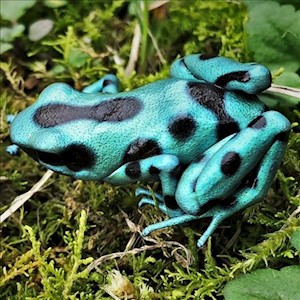 Green and black poison dart frog sitting on moss LARGE