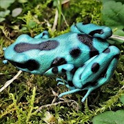 Green and black poison dart frog sitting on moss THUMBNAIL