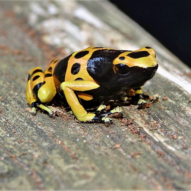 Bumblebee Poison Dart Frog for Sale | ReptileOrders | Ontario, Canada