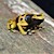 Frog - Dart/Bumble Bee (Dendrobates leukomelas) SWATCH