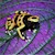 Frog - Dart/Bumble Bee (Dendrobates leukomelas) SWATCH