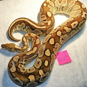 Ball Python - Butter (Female Adult E1) LARGE