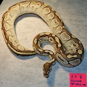 Ball Python - Butter (Female Adult E11) THUMBNAIL