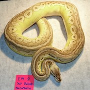 Ball Python - Super Pastel Butter Red Axanthic (Female Adult E19) THUMBNAIL