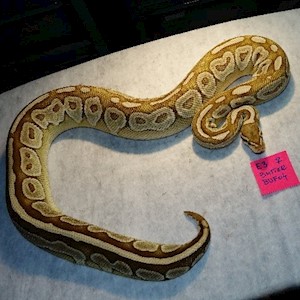 Ball Python - Butter (Female Adult E3) LARGE