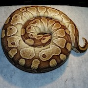 Ball Python - Butter (Female Adult E5) THUMBNAIL