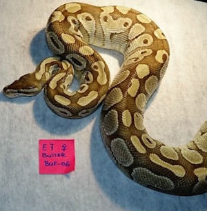 Ball Python - Butter (Female Adult E7) LARGE