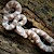 Corn Snake - Ghost (Juvenile) (Elaphe guttata) SWATCH