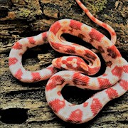 Corn Snake - Albino (Juvenile) (Elaphe guttata) THUMBNAIL