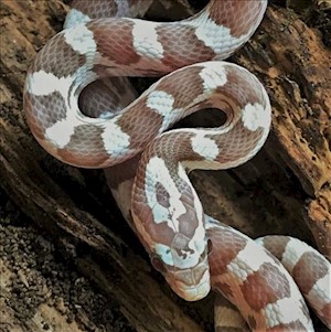 Corn Snake - Ghost (Juvenile) (Elaphe guttata) LARGE