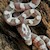 Corn Snake - Ghost (Juvenile) (Elaphe guttata) SWATCH