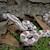 Corn Snake - Ghost (Juvenile) (Elaphe guttata) SWATCH