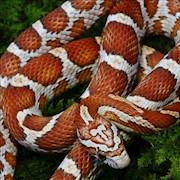 Hypomelanistic Corn Snake (Juvenile) (Elaphe guttata) THUMBNAIL