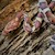 Corn Snake - Normal (Juvenile) (Elaphe guttata) SWATCH