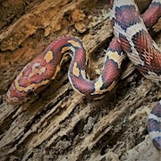 Corn Snake - Normal (Juvenile) (Elaphe guttata) THUMBNAIL