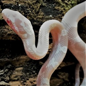 Corn Snake - Snow (Juvenile) (Elaphe guttata) LARGE