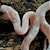 Corn Snake - Snow (Juvenile) (Elaphe guttata) SWATCH