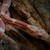 Corn Snake - Ultramelanistic (Juvenile) SWATCH