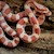 Corn Snake - Ultramelanistic (Juvenile) SWATCH