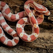 Corn Snake - Ultramelanistic (Juvenile) THUMBNAIL