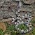 Corn Snake - Anerythristic (Juvenile) (Elaphe guttata) SWATCH