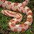 Corn Snake - Creamsicle (Juvenile) (Elaphe guttata) SWATCH