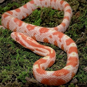 Corn Snake - Creamsicle (Juvenile) (Elaphe guttata) LARGE