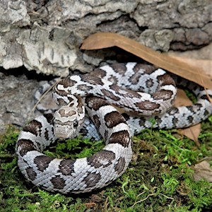 Corn Snake - Anerythristic (Juvenile) (Elaphe guttata) LARGE