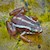 Frog -Dart/Phantasmal (Epipedobates tricolor "Santa Isabela") SWATCH