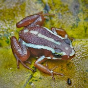 Phantasmal poison dart frog on a green leaf THUMBNAIL