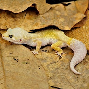 Leopard Gecko - Leucistic (SubAdult-Unsexed 0.0.1) (Eublepharus macularis).. LARGE