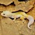 Leopard Gecko - Leucistic (SubAdult-Unsexed 0.0.1) (Eublepharus macularis).. SWATCH