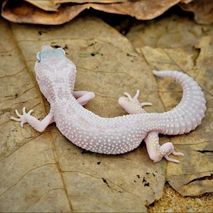 Leopard Gecko - Mack Snow/Leucistic  (SubAdult-Unsexed 0.0.1) (Eublepharus macularis).. LARGE